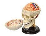 4d Anatomy Skull Puzzle
