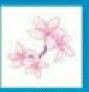 Stock Temporary Tattoo - Subtle Flowers/ Cherry Blossoms (2