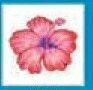 Stock Temporary Tattoo - Fuchsia Hibiscus Flower (2