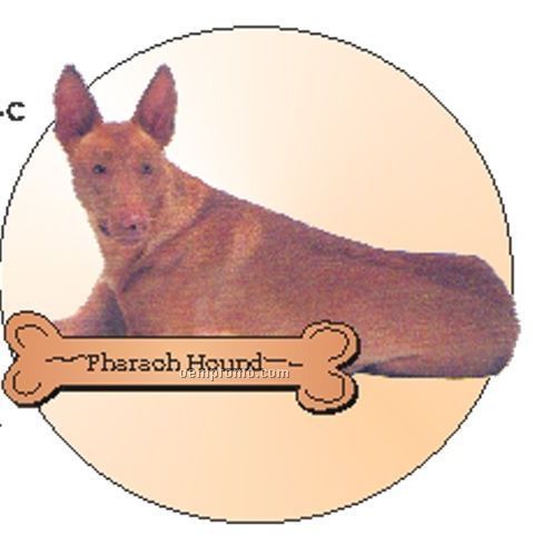 Pharaoh Hound Dog Acrylic Coaster W/ Felt Back