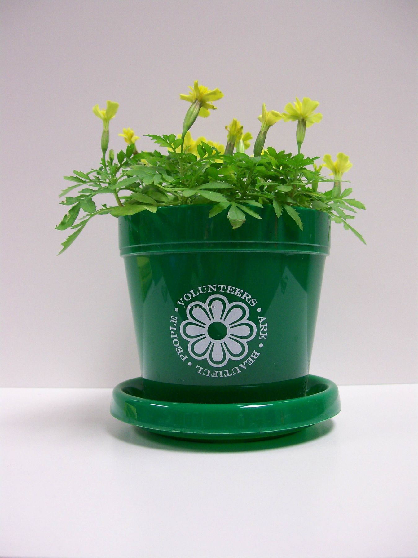 Marigold Lemon Drop Mini Logo Planter Kit (No Imprint)