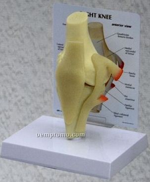 Anatomical Basic Knee Model