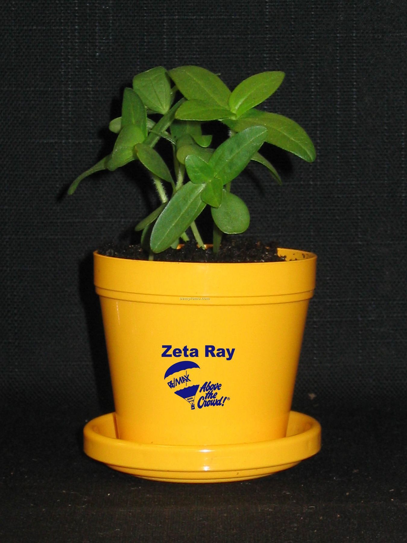 Zinnia Thumbelina Standard Logo Planter Kit (No Imprint)