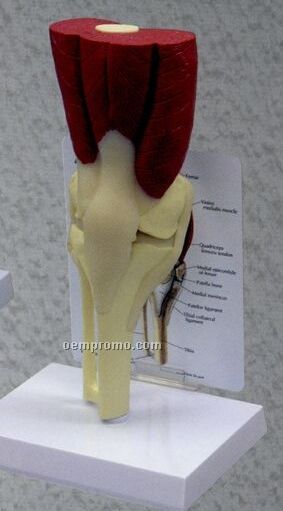 Anatomical Muscled Knee Model