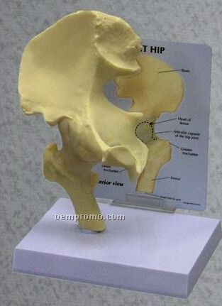 Anatomical Basic Hip Model