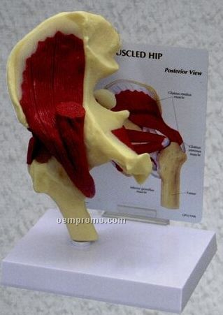 Anatomical Muscled Hip Model