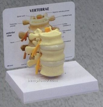 Anatomical Basic Vertebrae Model