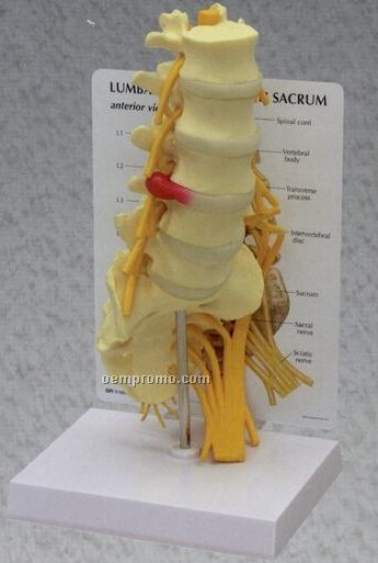 Anatomical 5 Piece Vertebrae Model With Sacrum