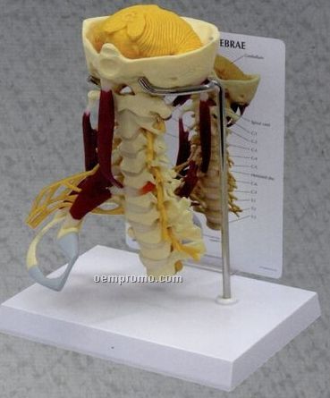 Anatomical Deluxe Muscled Cervical Model