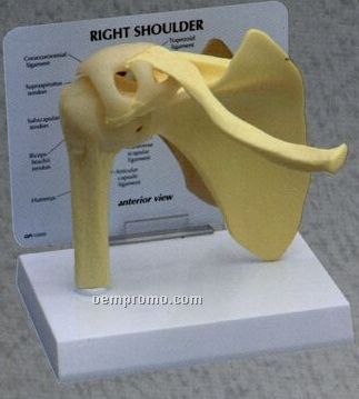 Anatomical Basic Right Shoulder Model