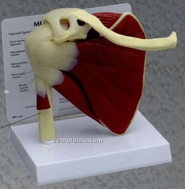Anatomical Muscled Right Shoulder Model