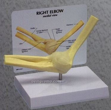 Anatomical Basic Right Elbow Model
