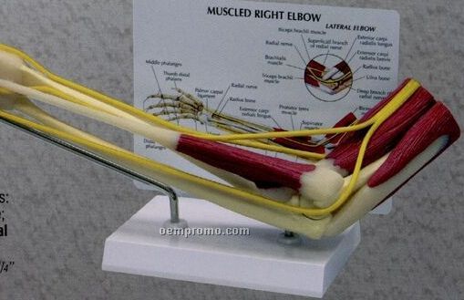 Muscled Right Elbow Model (Humerus To Hand)