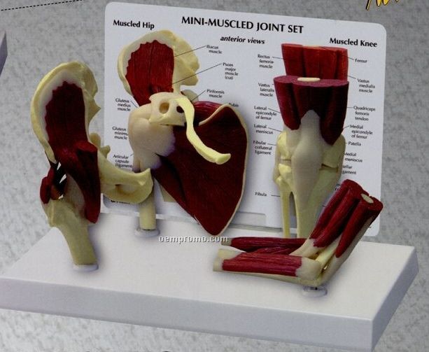 Anatomical Mini 4 Piece Muscled Joint Model Set (Hip/Elbow/ Shoulder/ Knee)