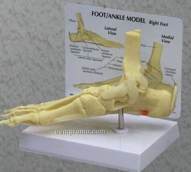 Anatomical Foot/ Ankle Model With Plantar Fasciitis
