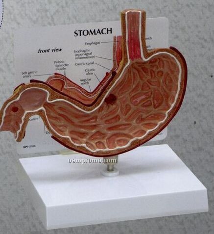Anatomical Stomach Model W/ Ulcers (7 3/4"X1 1/4"X6 1/4")