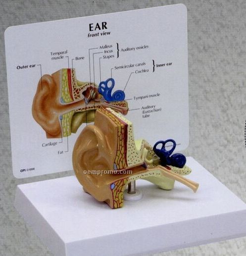 Anatomical Ear Model (3 3/4"X2 1/2"X2 3/4")