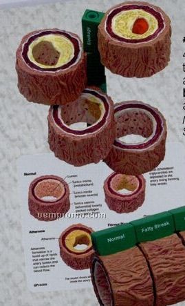 Anatomical 4 Piece Artery Section Model