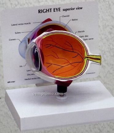 Oversized Anatomical Eye Model - 5"X3"X4" (Eye Cross Section)
