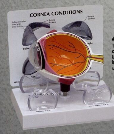 Oversized Anatomical Cornea Eye Model - 5