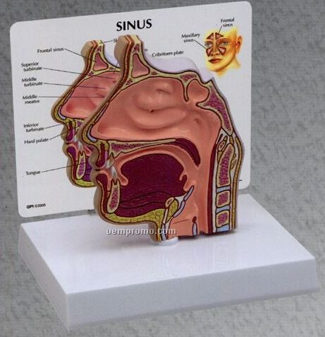 Anatomical Sinus Model (4 1/2"X5/8"X5 1/4")