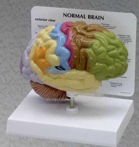 Anatomical Half Brain Sensory/ Motor Model