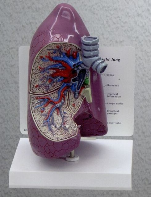 Anatomical Lung Model