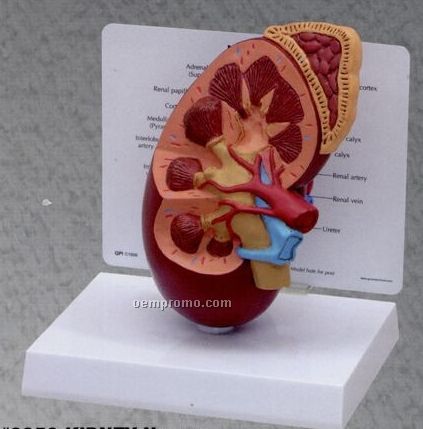 Anatomical Normal Kidney Model (Oversize)