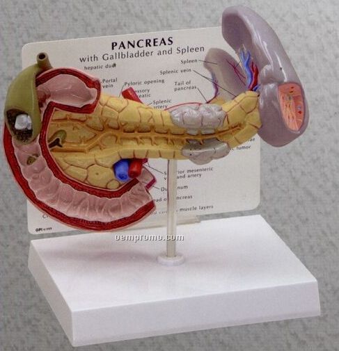 Anatomical Pancreas Model W/ Gallbladder & Spleen (Pathologies)