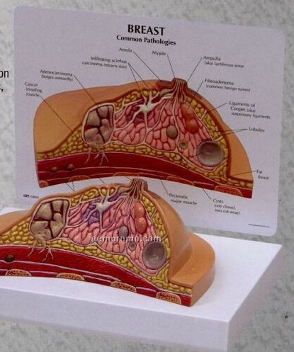 Anatomical Breast Cross Section Model