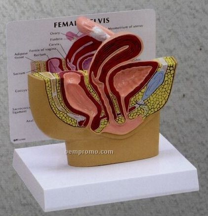 Anatomical Female Pelvis Cross Section Model