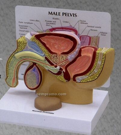 Anatomical Male Pelvis Cross Section Model W/ Separate Prostate