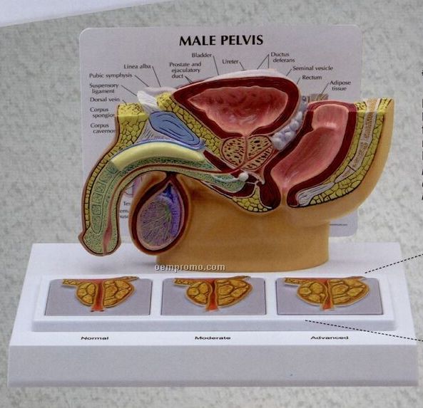 Anatomical Male Pelvis Model W/ 3d Prostate Frame