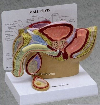 Anatomical Male Pelvis Model W/ Cancerous Testicle