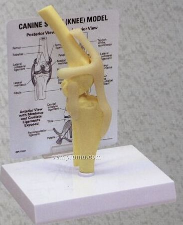 Anatomical Canine Knee Model
