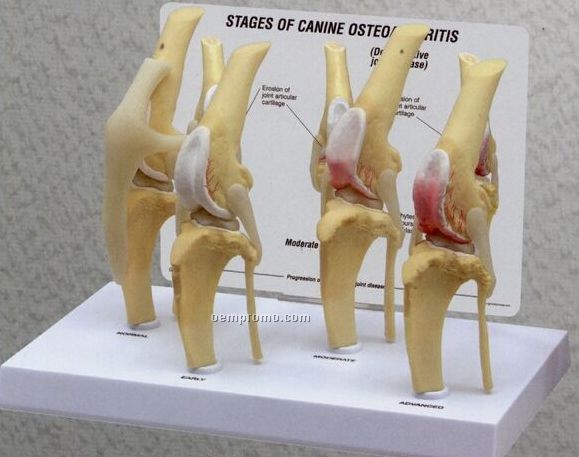 Anatomical Canine 4 Stage Osteoarthritis Knee Model (Normal + 3 Conditions)