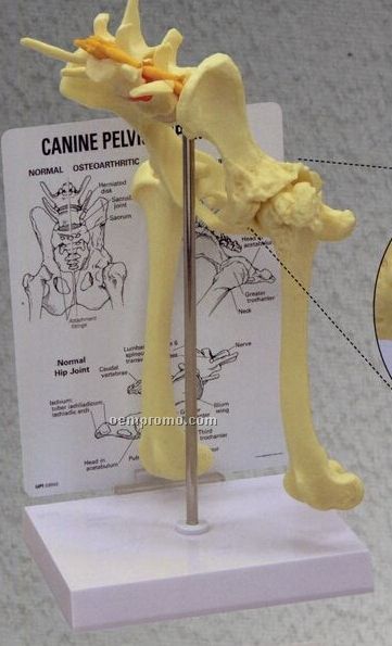 Anatomical Canine Pelvis Model