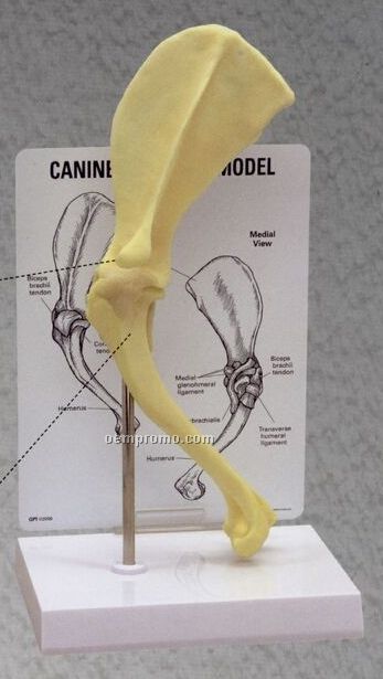 Anatomical Canine Elbow Model