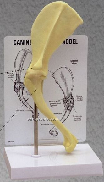 Anatomical Canine Shoulder Model