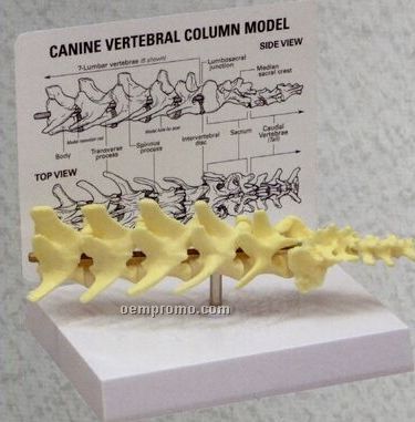 Anatomical Canine 5 Piece Vertebral Column Model W/ Sacrum