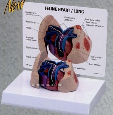 Anatomical Feline Heart/ Lung Model