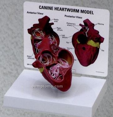 Anatomical Canine Heart Model W/ Heartworms