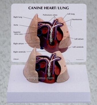 Anatomical Canine Heart/ Lung Model