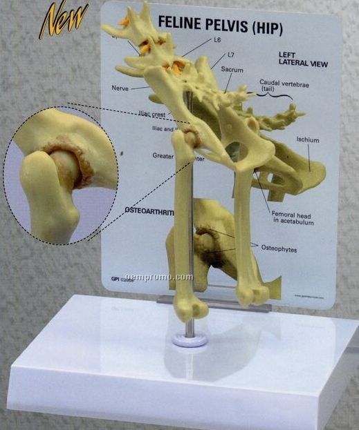 Anatomical Feline Pelvis/ Hip Model