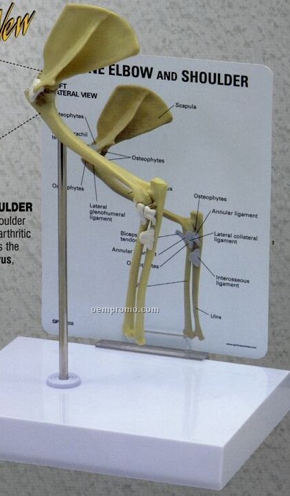 Anatomical Feline Elbow/ Shoulder Model