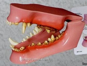 Anatomical Feline Jaw Model W/ Pink Gums