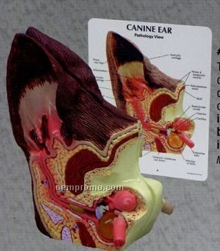 Anatomical Two Sided Canine Ear Model - Normal/ Infected