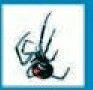 Holidays Stock Temporary Tattoo - Black Widow Spider 2 (2