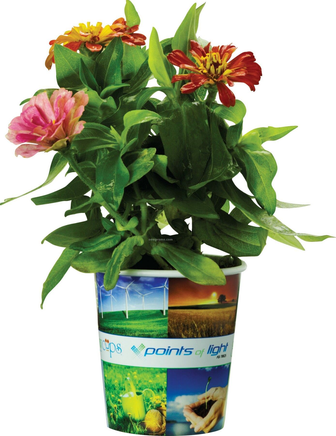 Grow Cups Eco-friendly Garden Kits - Ecology