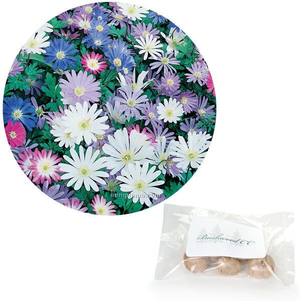 15 Anemone Blanda Bulbs In Poly Bag With Custom 4-color Label